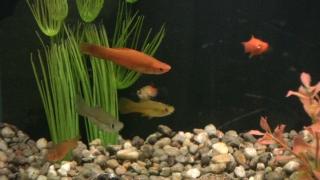 aquarium with fish and plants