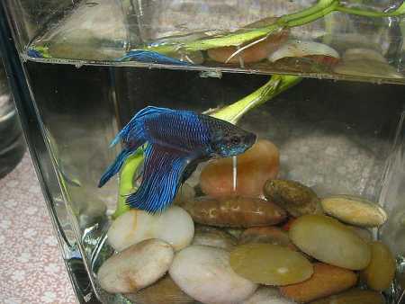 blue male betta in bowl