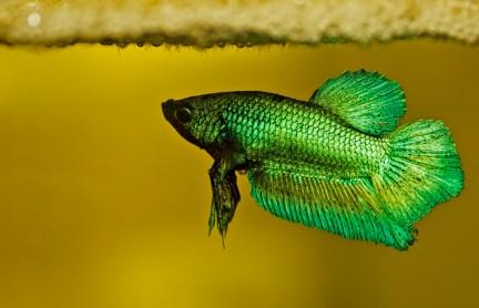 green male betta under bubblenest with fry