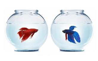 betta splendens in fishbowls