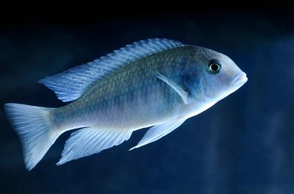 Malawi blue dolphin (Cyrtocara moorii)