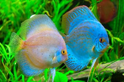 Types Fish on Discus Pair