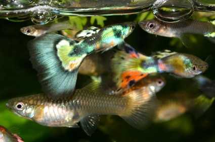 fancy guppies