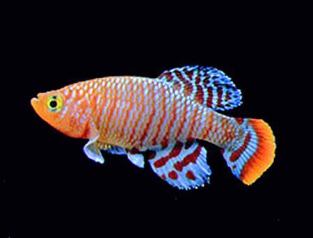 killifish.jpg