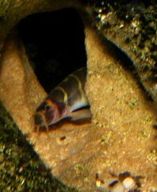 kuhli loach emerging from cave