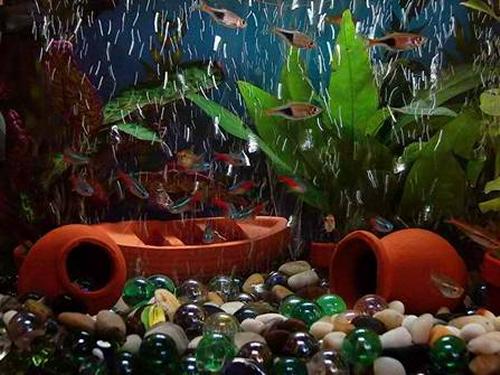 neon tetras and rasboras in an aquarium