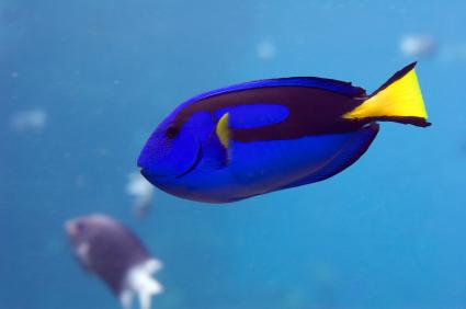 regal blue tang