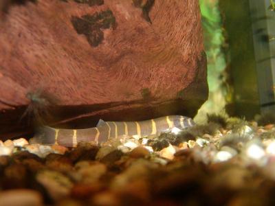 kuhli loach