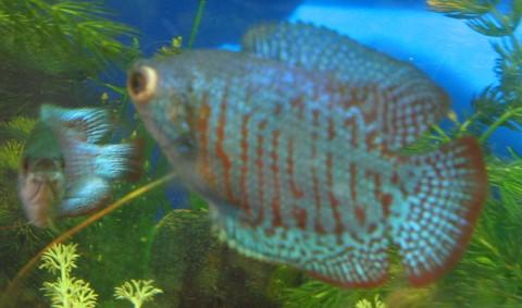 pop-eye in blue dwarf gourami