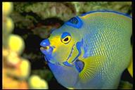 queen angelfish closeup