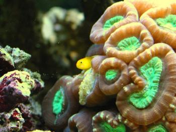 yellow clown goby resting in coral