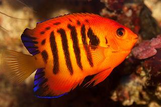 flame angelfish