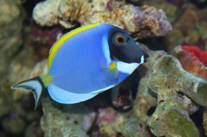 powder blue surgeonfish