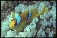 anemonefish