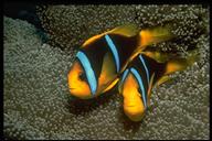 two bar anemonefish