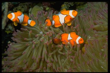 clown anemone fish