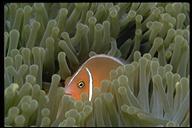 anemonefish