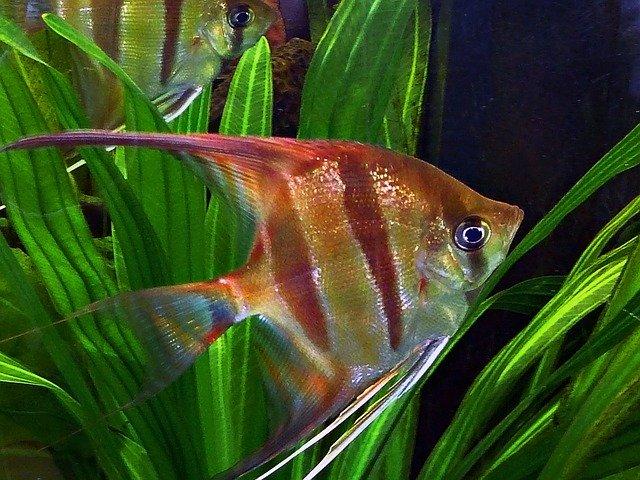angelfish in planted aquarium