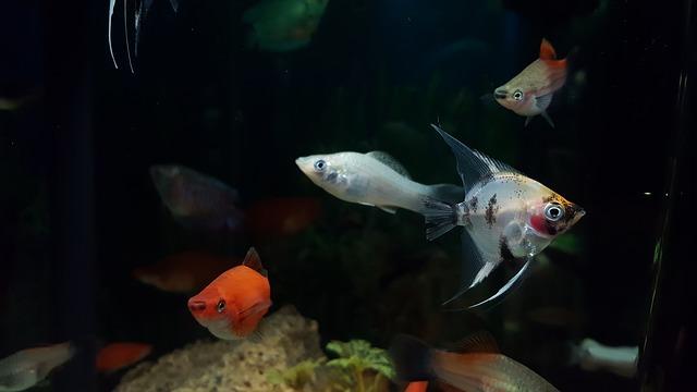 angelfish and swordtails in freshwater aquarium