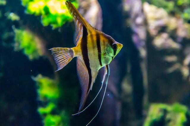one freshwater angelfish in aquarium