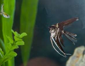 angelfish and guppies in community tank
