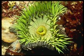 sea anemone anthoplura species