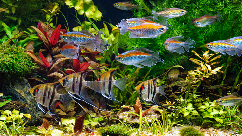 aquarium with tropical fish