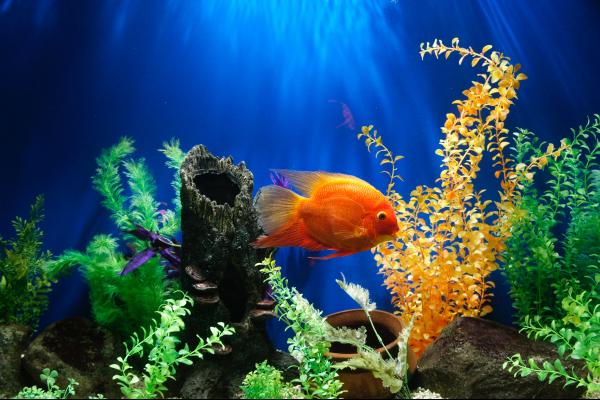 planted aquarium with orange fish