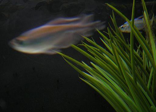 planted aquarium with 2 fish