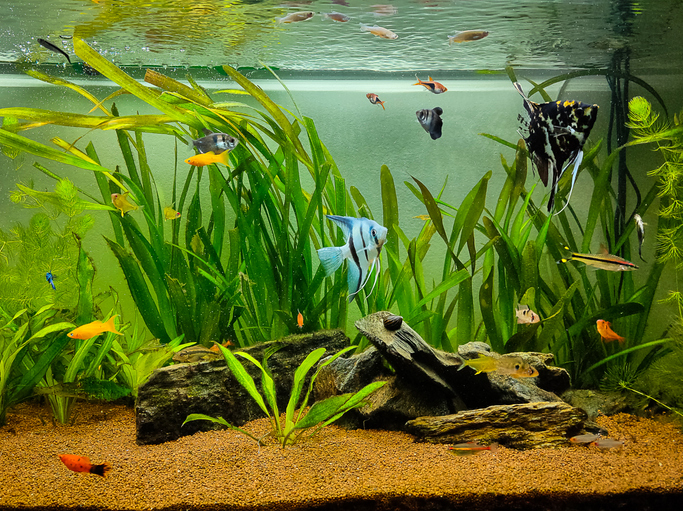 assorted freshwater tropical fish in aquarium
