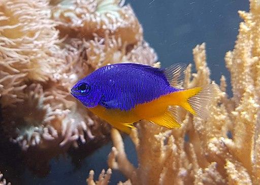 azure damselfish (Chrysiptera_hemicyanea)