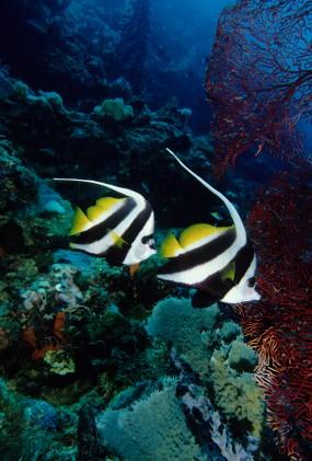 longfin banner fish