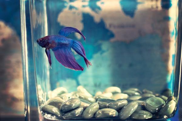 male blue betta fish