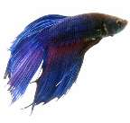 blue betta splendens