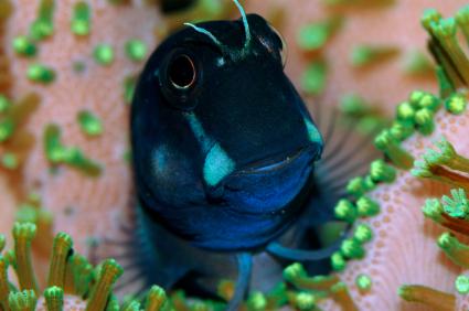 bicolor blenny (Ecsenius bicolor)