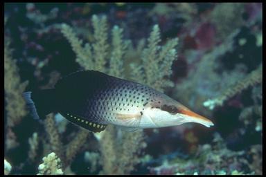 bird wrasse