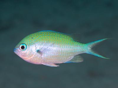 black axil chromis (Chromis atripectoralis)