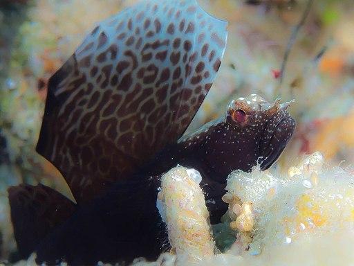 black sailfin goby (Tomiyamichthys sp.)