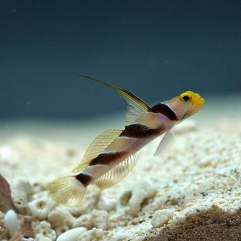 black ray goby