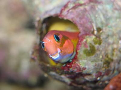midas blenny (Ecsenius midas)