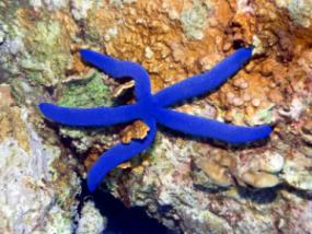blue starfish (Linckia laevigata)