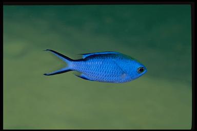 blue chromis