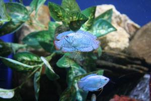 blue dwarf gouramis