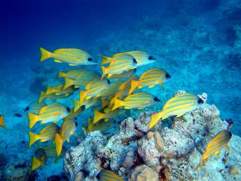 blue-lined snapper (Lutjanus kasmira)