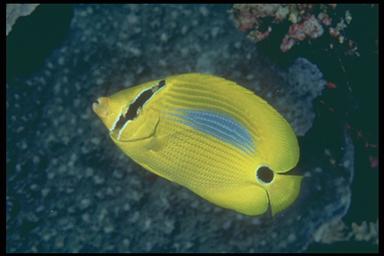 blue spot butterflyfish (Chaetodon plebius)