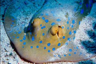 blue-spotted stingray (Taeniura lymma)