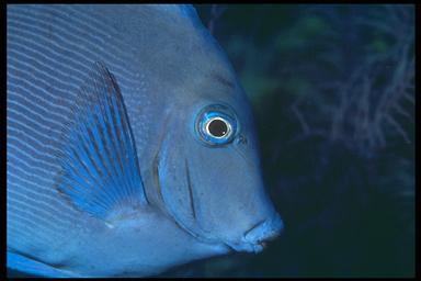 adult blue tang