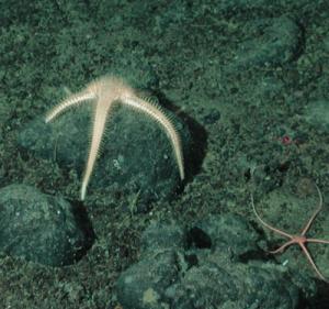 brittle stars
