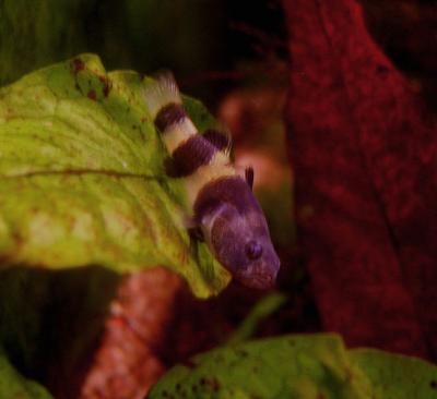 Bumblebee Goby (Brachygobius xanthozona)