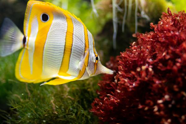 yellow and white striped marine fish